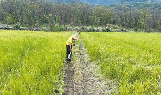 新北生態服務給付申請 成長7倍