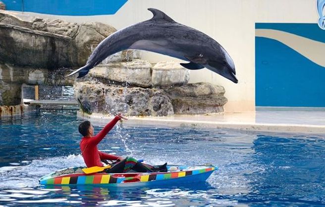 海豚秀明年底落幕。（翻摄自远雄海洋公园脸书）

