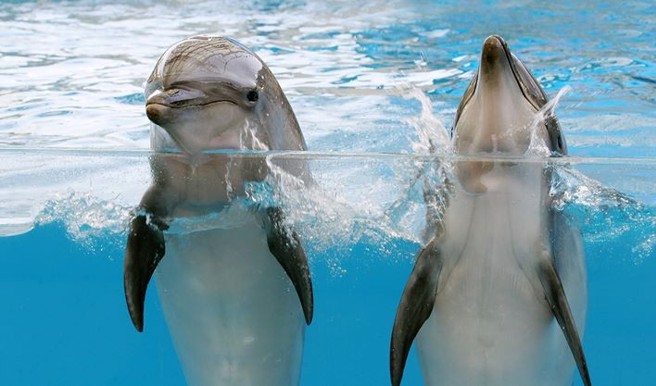 海豚秀明年底落幕。（翻摄自远雄海洋公园脸书）

