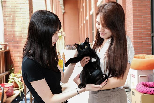 新竹县目前完成宠物登记的猫只有1.9万多只， 动保所呼吁设籍竹县的饲主把握下乡巡迴活动，为家猫打疫苗，绝育兼办宠物登记，保护毛孩还能省荷包。（罗浚滨摄）