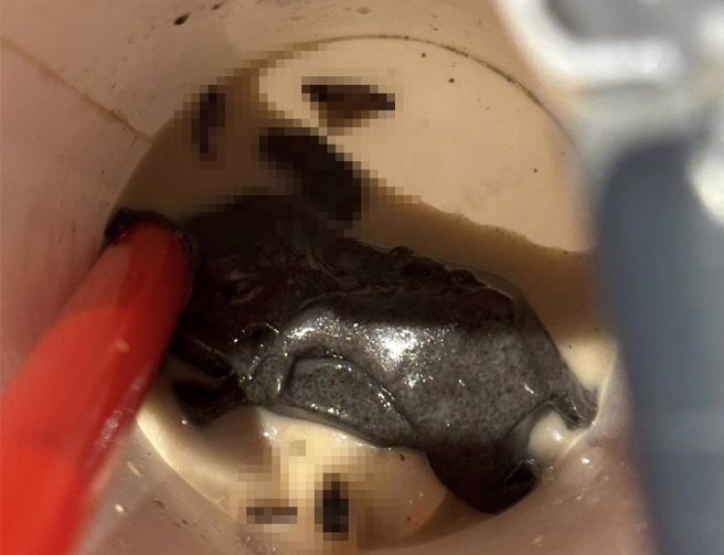 知名手摇饮店家鹤茶楼遭民眾爆料，手摇杯里面发现多只蟑螂尸体。（翻摄爆料公社二社／刘玮晴台北传真）