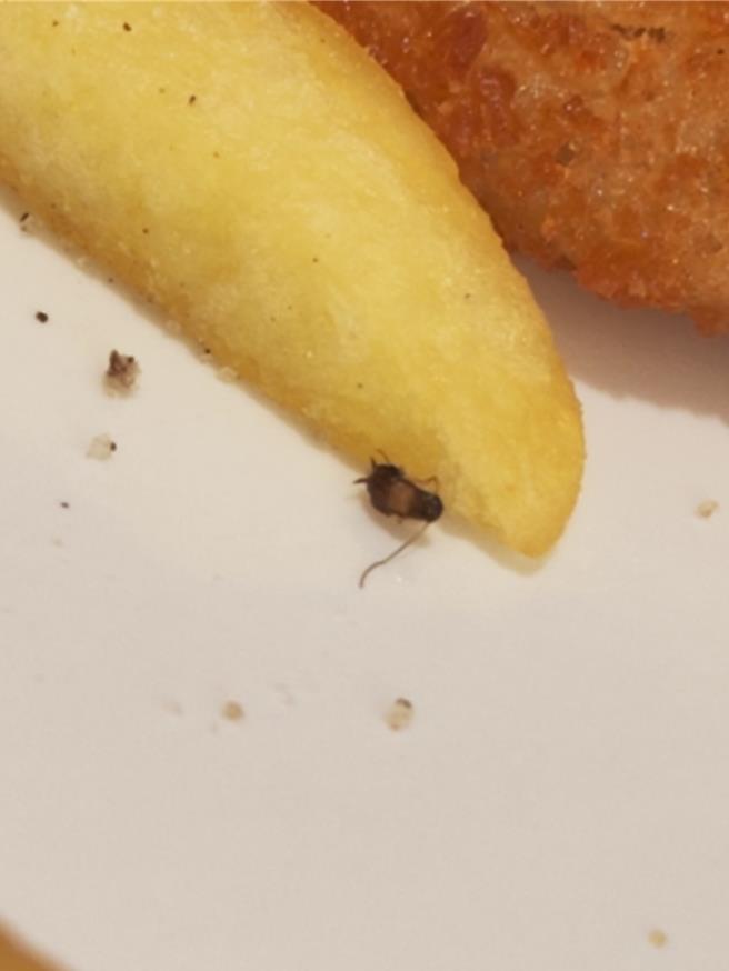 有民眾本月23日在云林县斗六市1家4星级饭店吃早餐，于自助餐区发现有蟑螂「小强」出没，取餐后还发现薯条旁有1只已死掉的「小强」，云林县政府卫生局26日表示已列案办理，如有违反相关规定，将依《食安法》要求改善。（翻摄自记者爆料网／张朝欣云林传真）