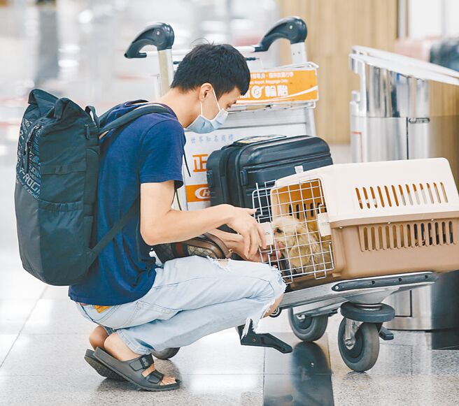 圖為前往離島的民眾，在登機前安撫寵物。（本報資料照片）