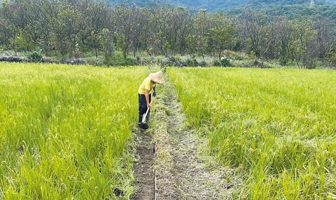新北市金山区农友张钦郎自制改良式草生土堤，能有效维持水田水位。（新北市农业局提供／王扬杰新北传真）