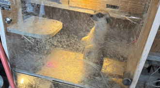 別讓狐獴不開心！幹的壞事就此露餡 製毒集團這下GG了