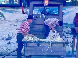 《动保法》修正上路 清境绵羊秀最新状况曝