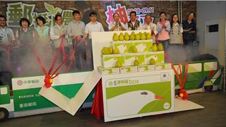 麻豆文旦產季開跑 郵局優惠配送專案3天宅配到家