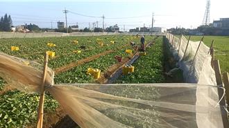 新屋哈密瓜王出爐！今年甜度達18.8度