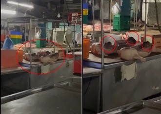 驚悚！斗南市場豬肉攤驚見老鼠在吃自助餐　網友：想吐