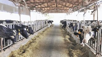 彰化2階段淘汰1300頭低產乳牛