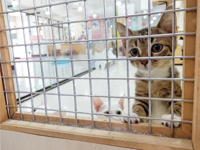 张女主张其爱猫被林姓男邻居的黄猫给抓伤，自己也在护猫时受到惊吓而受伤，桥头地院审理后判赔饲主林男应赔偿3100元。（示意图，非新闻中的猫）