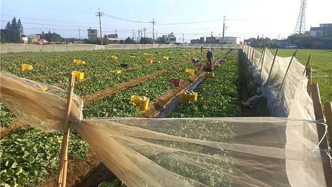 桃园市新屋区的哈密瓜，甜度高、口感佳，新屋区农会今年举办哈蜜瓜评鑑活动，冠军得主由去年「最甜密瓜王」谢阿启获得，他专研耕种哈密瓜超过30年，希望将新屋特色哈密瓜推向国际，他也公开哈密瓜种植撇步及挑选瓜果秘诀，网纹要粗且密集，口感与甜度最佳。（谢阿启提供／廖姮玥桃园传真）