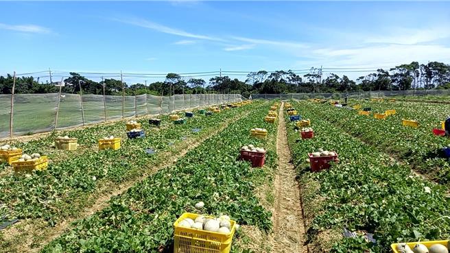 桃园市新屋区的哈密瓜，甜度高、口感佳，新屋区农会今年举办哈蜜瓜评鑑活动，冠军得主由去年「最甜密瓜王」谢阿启获得，他专研耕种哈密瓜超过30年，希望将新屋特色哈密瓜推向国际，他也公开哈密瓜种植撇步及挑选瓜果秘诀，网纹要粗且密集，口感与甜度最佳。（谢阿启提供／廖姮玥桃园传真）