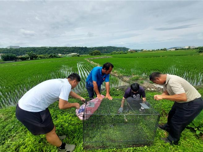 台中市農業局等單位在外埔田間設置5只大型誘捕籠具，但山豬仍未「落網」。（台中市農業局提供）