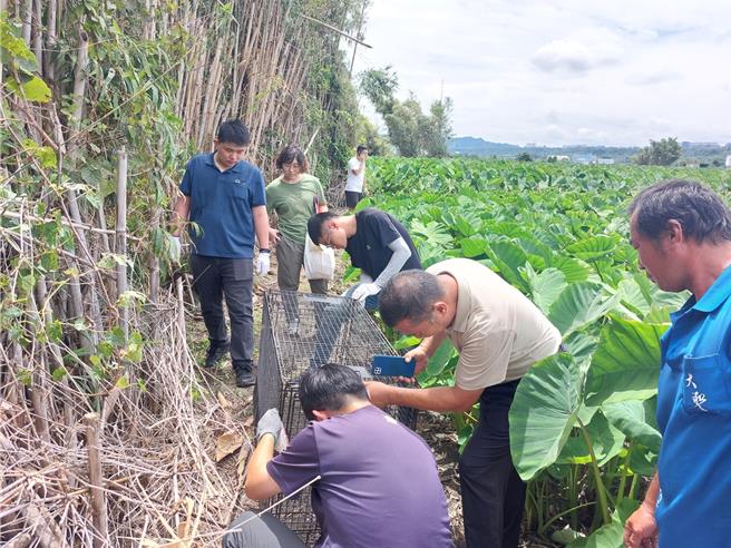 台中市農業局等單位在外埔田間設置5只大型誘捕籠具，但山豬仍未「落網」。（台中市農業局提供）