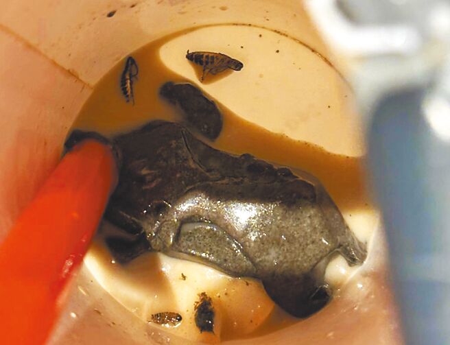 知名手摇饮店家鹤茶楼遭民眾发现在饮料里有蟑螂尸体，台北市卫生局26日派员前往店面稽查。（翻摄爆料公社二社／刘玮晴台北传真）