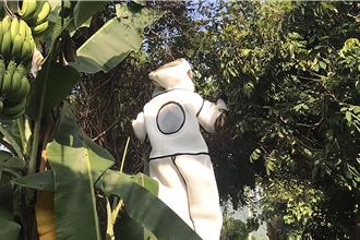 竹縣摘除虎頭蜂窩年達上千件 教8防蜂原則「別穿條紋衣」