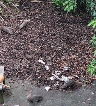 官田住戶土雞蛋頻遭竊 竟是4隻超萌二級保育類闖的禍