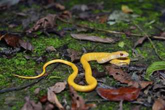 身披金黄鳞片腹带白！色违版「白化南蛇」霸气又高贵