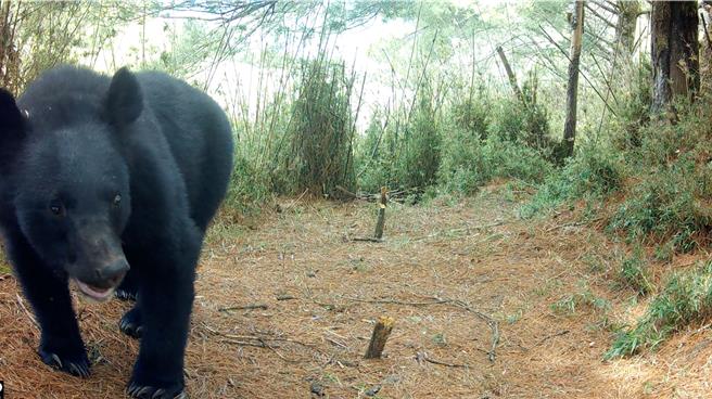 紅外線相機於箭竹林旁監測到成年黑熊個體。（林業署嘉義分署提供／呂妍庭嘉義傳真）