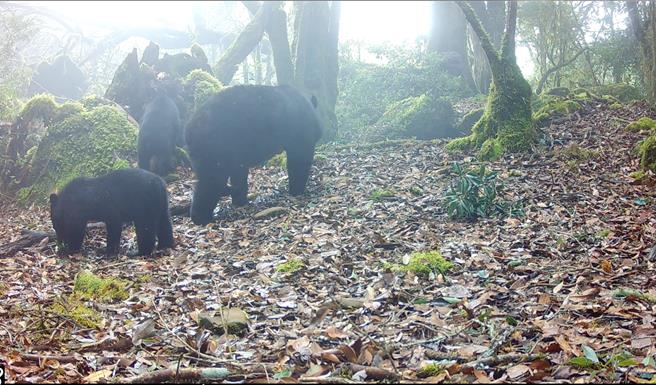 母熊帶兩隻小熊於森林探索的可愛身影。（林業署嘉義分署提供／呂妍庭嘉義傳真）