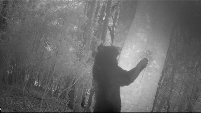 黑熊挖掘樹洞中無螫蜂巢取食蜂蜜的珍貴影像。（林業署嘉義分署提供／呂妍庭嘉義傳真）