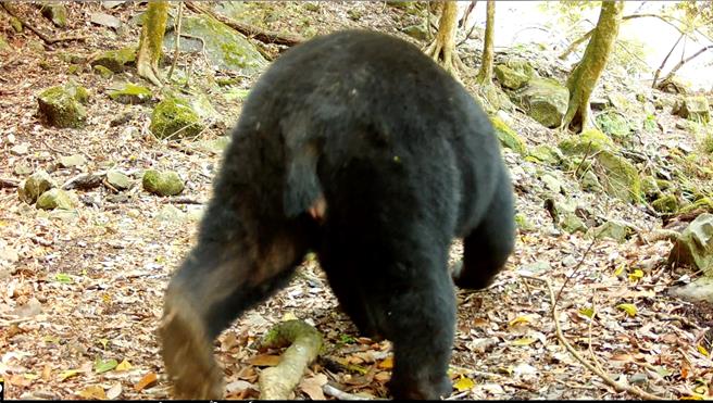 監測相機拍攝到發情中的母熊，據觀察黑熊個體健康有活力。（林業署嘉義分署提供／呂妍庭嘉義傳真）