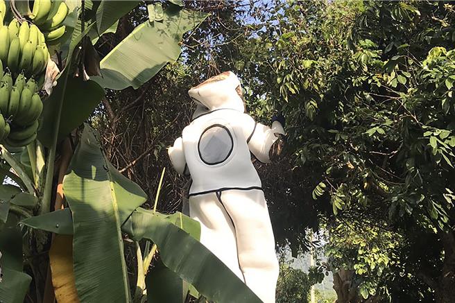 新竹县委外办理捕蜂作业，每年都达上千件，专业人员全副武装摘除树栖型的虎头蜂窝。（新竹县政府提供／罗浚滨新竹传真）