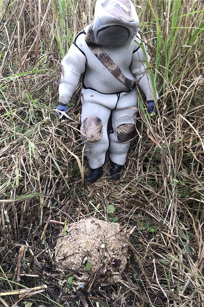 新竹县委外办理捕蜂作业，每年都达上千件，专业人员全副武装清除地栖型的虎头蜂窝。（新竹县政府提供／罗浚滨新竹传真）