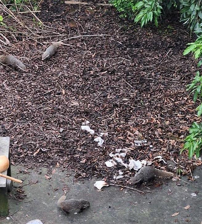 4隻食蟹獴幼仔涉嫌私闖民宅，偷吃雞蛋，被屋主拍照向農業局舉報。（民眾提供／寶智華台南傳真）