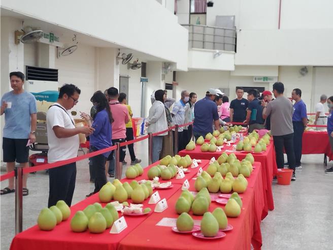 大斗六文旦评鑑28日在斗六市公所举行，因今年中秋来得早，评鑑日期又紧迫，果农来不及让文旦「辞水」，果实普遍比较绿。（周丽兰摄）