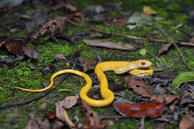 赖男在野外发现一只罕见的白化变异南蛇。（赖男授权提供）