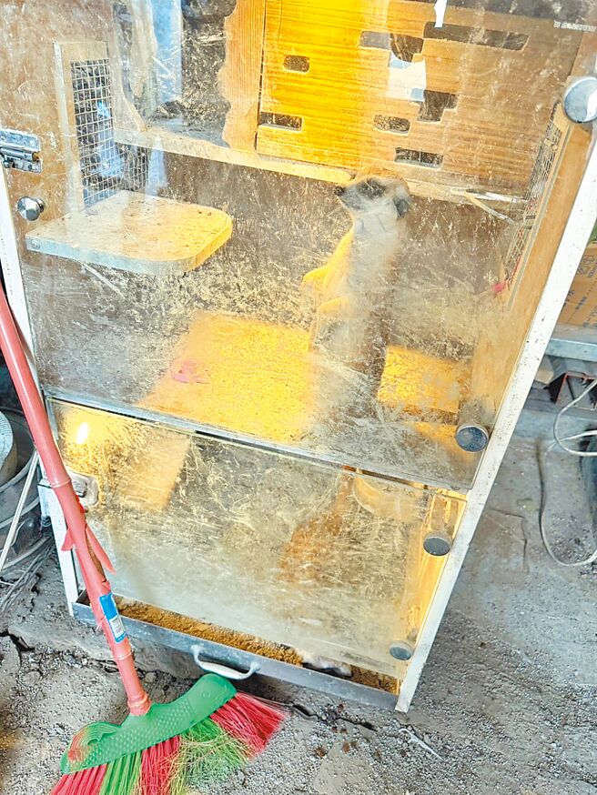 毒贩饲养的狐獴狂躁动，助警发现制毒厂密道。（翻摄照片／蔡依珍桃园传真）