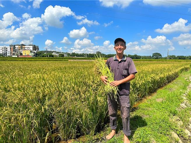 桃园市水务局与内政部国土署首创「放流水」当灌溉用水，种出的「碳吉米（台语谐音：赚钱）」，省水、省电、省肥、减碳、减废，达到「三省二减」。（水务局提供／蔡依珍桃园传真）
