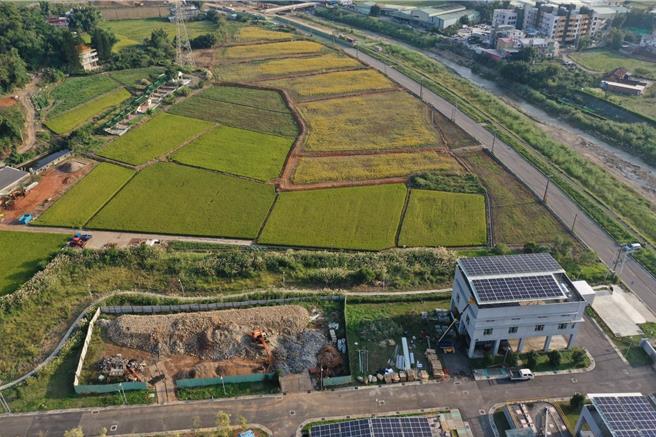 桃园市水务局与内政部国土署首创「放流水」当灌溉用水，种出的「碳吉米（台语谐音：赚钱）」，省水、省电、省肥、减碳、减废，达到「三省二减」。（水务局提供／蔡依珍桃园传真）