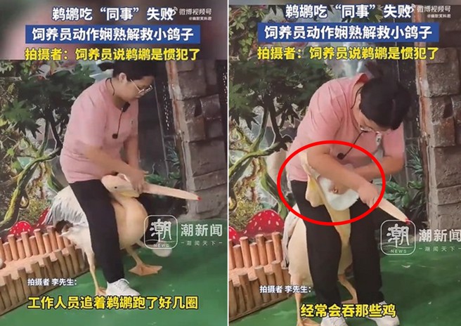展示廳內的鵜鶘生吞鴿子同事，被飼養員扒開鳥嘴救援。（圖／翻攝微博）