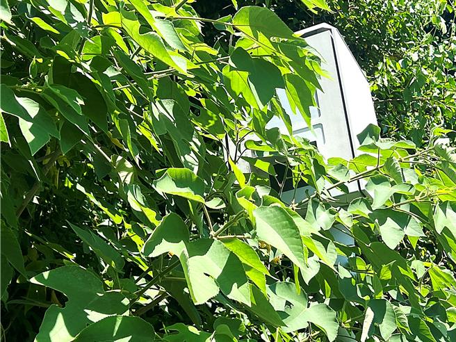 設置於台9線385.38K（北里段）南下方向的測速相機，整支藏身於樹叢之中，毫無取締之用，被戲稱為「森林相機」。（蕭嘉蕙攝）