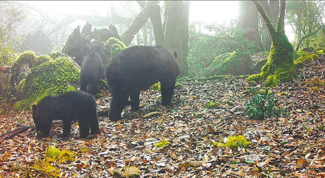 林業署嘉義分署2023年起在黑熊分布熱點區域推行台灣黑熊生態服務給付計畫，曾拍到母熊帶2隻小熊在森林探索，母子情深的身影。（林業署嘉義分署提供／呂妍庭嘉義傳真）
