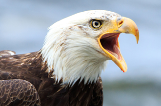 白頭海鵰墜地飛不動 掃X光驚見「吞了1隻浣熊」