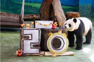 大猫熊「圆圆」20岁生日 北市动物园特制超萌水果蛋糕庆生
