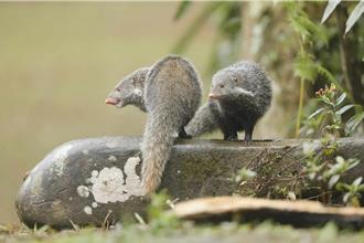 罕見保育類食蟹獴現蹤台南 闖民宅偷雞蛋餵養4幼仔
