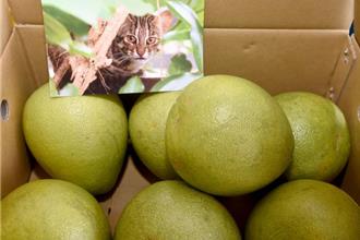 苗縣優質文旦進軍國際 中秋前1700箱運抵新加坡