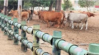 金门1牛场检出牛结节疹 启动防疫扑杀7牛只、补强疫苗