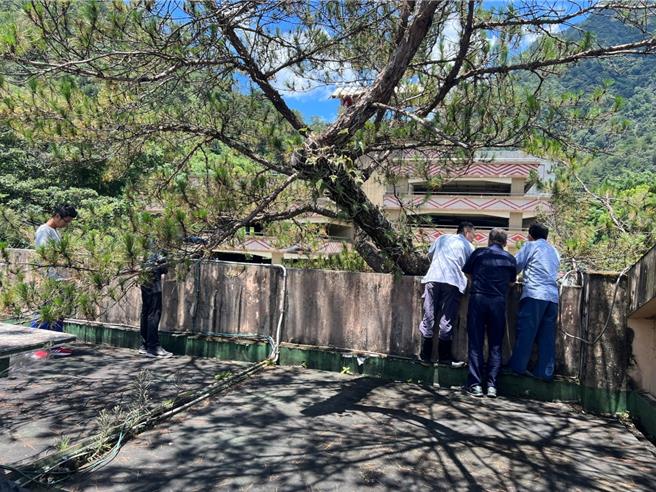 谷關溫泉廣場60餘年二葉松，日前因倒塌已進行移除，並由農業局公告解除老樹列管。（和平區公所提供／陳淑娥台中傳真）