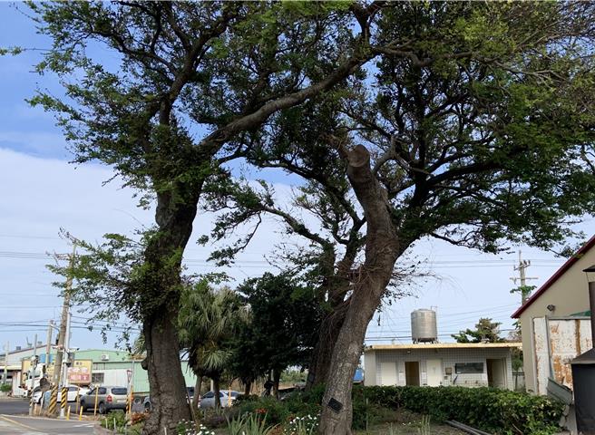 清水區3棵百年朴樹有2棵遭感染 市府將循程序建議移除1棵。（陳淑娥攝）