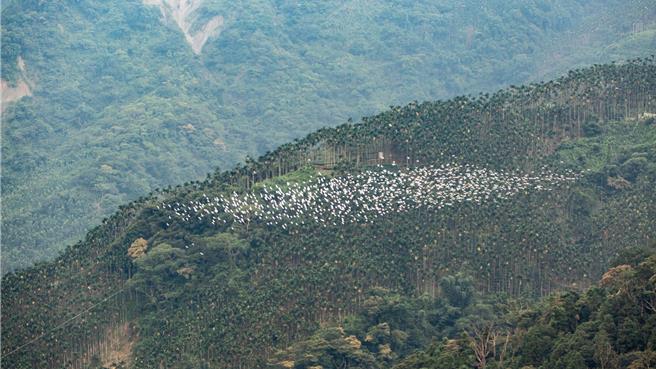 太兴村万鹭朝凤美景今年即将展开，9月7日有市集活动。（太兴社区发展协会黄宝男提供／廖素慧嘉义传真）
