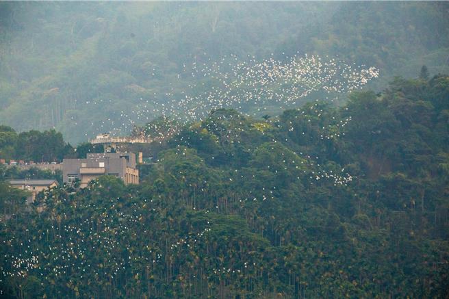 梅山乡太兴村迎黄头鹭大迁徙，黄头鹭变换队形飞翔。（太兴社区发展协会黄宝男提供／廖素慧嘉义传真）