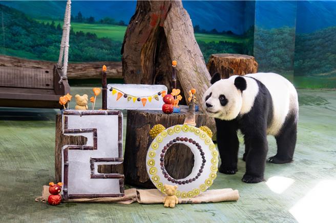台北市立動物園30日歡慶大貓熊「圓圓」20歲生日。（台北市立動物園提供）