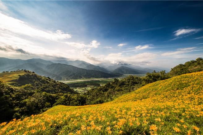 花莲秋天黄澄澄的金针花海非常疗癒。（花莲县政府提供)）