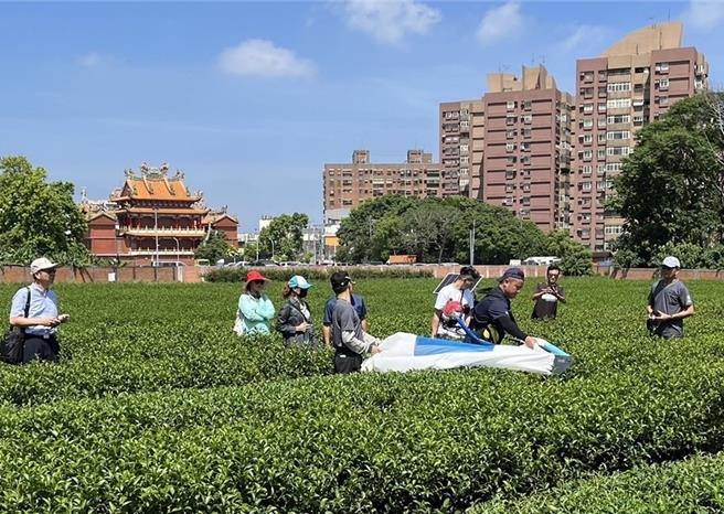 農業部茶及飲料作物改良場推廣機械採茶，讓新茶農實地操作機械採茶，培訓機採茶好手。（嘉縣府提供／廖素慧嘉縣傳真）